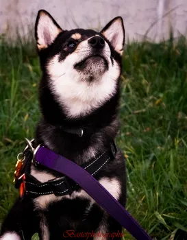 Copyright : Bastetphotographie